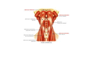ESQUEMAS DE LOS MUSCULOS