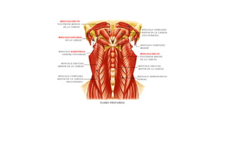 ESQUEMAS DE LOS MUSCULOS
