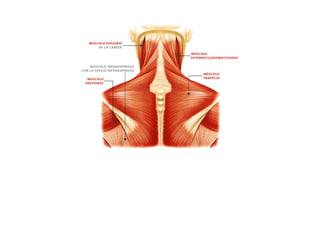 ESQUEMAS DE LOS MUSCULOS