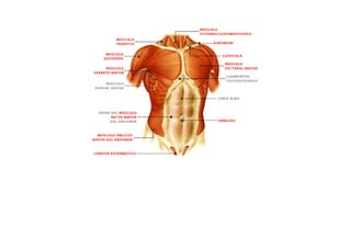 ESQUEMAS DE LOS MUSCULOS