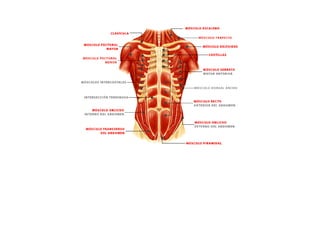 ESQUEMAS DE LOS MUSCULOS