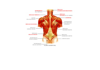ESQUEMAS DE LOS MUSCULOS