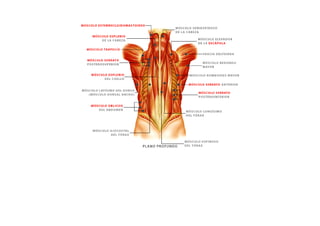 ESQUEMAS DE LOS MUSCULOS