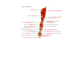 ESQUEMAS DE LOS MUSCULOS
