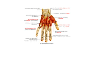 ESQUEMAS DE LOS MUSCULOS