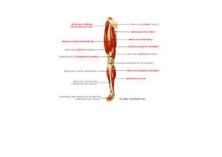 ESQUEMAS DE LOS MUSCULOS