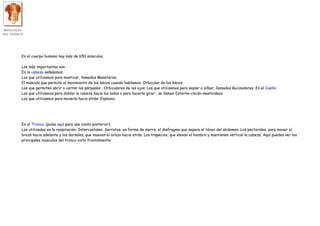 En el cuerpo humano hay más de 650 músculos.

Los más importantes son :
En la cabeza señalemos:
Los que utilizamos para masticar, llamados Maseteros.
El músculo que permite el movimiento de los labios cuando hablamos: Orbicular de los labios.
Los que permiten abrir o cerrar los párpados : Orbiculares de los ojos. Los que utilizamos para soplar o silbar, llamados Bucinadores. En el Cuello:
Los que utilizamos para doblar la cabeza hacia los lados o para hacerla girar : se llaman Esterno-cleido-mastoideos.
Los que utilizamos para moverla hacia atrás: Esplenio.




En el Tronco. (pulsa aquí para una visión posterior).
Los utilizados en la respiración: Intercostales, Serratos, en forma de sierra, el diafragma que separa el tórax del abdomen. Los pectorales, para mover el
brazo hacia adelante y los dorsales, que mueven el brazo hacia atrás. Los trapecios, que elevan el hombro y mantienen vertical la cabeza. Aquí puedes ver los
principales músculos del tronco visto frontalmente:
 