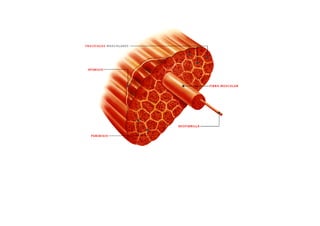 ESQUEMAS DE LOS MUSCULOS