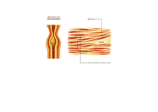 ESQUEMAS DE LOS MUSCULOS