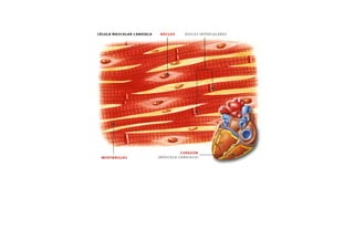 ESQUEMAS DE LOS MUSCULOS