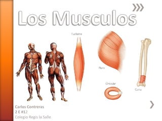 Los Musculos Carlos Contreras 2 E #12 Colegio Regis la Salle 