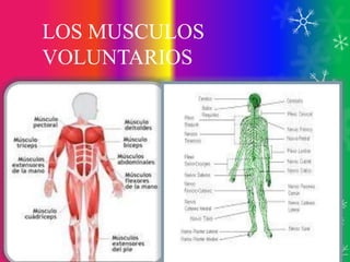 Los musculos del cuerpo humano | PPTX