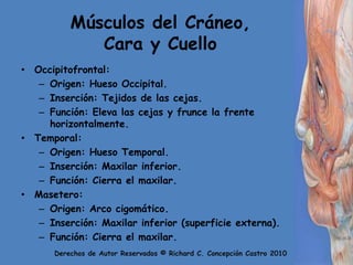 Músculos del Cráneo, Cara y CuelloOccipitofrontal:Origen: Hueso Occipital.Inserción: Tejidos de las cejas.Función: Eleva las cejas y frunce la frente horizontalmente.Temporal:Origen: Hueso Temporal.Inserción: Maxilar inferior.Función: Cierra el maxilar.Masetero:Origen: Arco cigomático.Inserción: Maxilar inferior (superficie externa).Función: Cierra el maxilar.