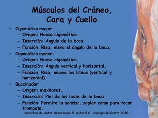 Músculos del Cráneo, Cara y CuelloCigomático mayor:Origen: Hueso cigomático.Inserción: Angulo de la boca.Función: Risa, eleva el ángulo de la boca.Cigomático menor:Origen: Hueso cigomático.Inserción: Angulo vertical y horizontal.Función: Risa, mueve los labios (vertical y horizontal).Buccinador:Origen: Maxilares.Inserción: Piel de los lados de la boca.Función: Permite la sonrisa, soplar como para tocar trompeta.