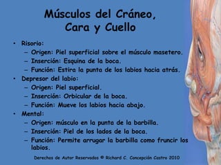 Músculos del Cráneo, Cara y CuelloRisorio:Origen: Piel superficial sobre el músculo masetero.Inserción: Esquina de la boca.Función: Estira la punta de los labios hacia atrás.Depresor del labio:Origen: Piel superficial.Inserción: Orbicular de la boca.Función: Mueve los labios hacia abajo.Mental:Origen: músculo en la punta de la barbilla.Inserción: Piel de los lados de la boca.Función: Permite arrugar la barbilla como fruncir los labios.