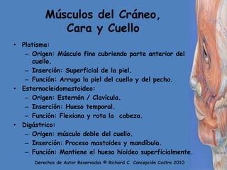 Músculos del Cráneo, Cara y CuelloPlatisma:Origen: Músculo fino cubriendo parte anterior del cuello.Inserción: Superficial de la piel.Función: Arruga la piel del cuello y del pecho.Esternocleidomastoideo:Origen: Esternón / Clavícula.Inserción: Hueso temporal.Función: Flexiona y rota la  cabeza.Digástrico:Origen: músculo doble del cuello.Inserción: Proceso mastoides y mandíbula.Función: Mantiene el hueso hioideo superficialmente.
