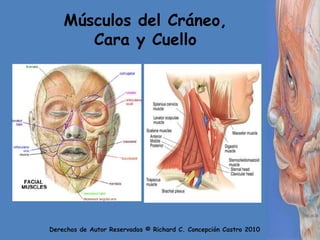 Músculos del Cráneo, Cara y Cuello