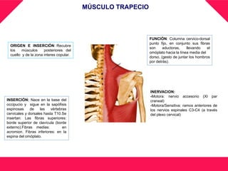 ORIGEN E INSERCIÓN: Recubre
los músculos posteriores del
cuello y de la zona interes copular.
MÚSCULO TRAPECIO
FUNCIÓN: Columna cervico-dorsal
punto fijo, en conjunto sus fibras
son aductoras, llevando el
omóplato hacia la línea media del
dorso, (gesto de juntar los hombros
por detrás).
INSERCIÓN: Nace en la base del
occipucio y sigue en la sapófisis
espinosas de las vértebras
cervicales y dorsales hasta T10.Se
insertan: Las fibras superiores:
borde superior de clavícula (borde
externo).Fibras medias: en
acromion. Fibras inferiores: en la
espina del omóplato.
INERVACION:
-Motora: nervio accesorio (XI par
craneal)
-Motora/Sensitiva: ramos anteriores de
los nervios espinales C3-C4 (a través
del plexo cervical)
 