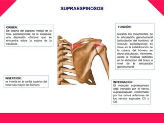 SUPRAESPINOSOS
ORIGEN:
Se origina del aspecto medial de la
fosa supraespinosa de la escápula,
una depresión cóncava que se
encuentra sobre la espina de la
escápula.
INSERCION:
se inserta en la carilla superior del
tubérculo mayor del húmero.
FUNCIÓN:
Durante los movimientos de
la articulación glenohumeral
(articulación del hombro), el
músculo supraespinoso es
clave en la estabilización de
la cabeza del húmero en
dicha articulación. Asimismo,
asiste al músculo deltoides
en la abducción del brazo a
nivel de la articulación
glenohumeral.
INVERNACION:
El músculo supraespinoso
está inervado por el nervio
supraescapular, conformado
por los ramos anteriores de
los nervios espinales C5 y
C6.
 