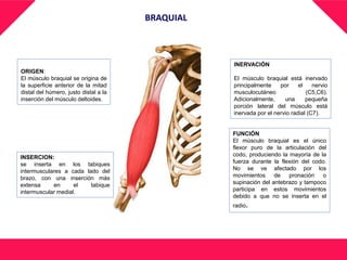 BRAQUIAL
ORIGEN:
El músculo braquial se origina de
la superficie anterior de la mitad
distal del húmero, justo distal a la
inserción del músculo deltoides.
INSERCION:
se inserta en los tabiques
intermusculares a cada lado del
brazo, con una inserción más
extensa en el tabique
intermuscular medial.
INERVACIÓN
El músculo braquial está inervado
principalmente por el nervio
musculocutáneo (C5,C6).
Adicionalmente, una pequeña
porción lateral del músculo está
inervada por el nervio radial (C7).
FUNCIÓN
El músculo braquial es el único
flexor puro de la articulación del
codo, produciendo la mayoría de la
fuerza durante la flexión del codo.
No se ve afectado por los
movimientos de pronación o
supinación del antebrazo y tampoco
participa en estos movimientos
debido a que no se inserta en el
radio.
 
