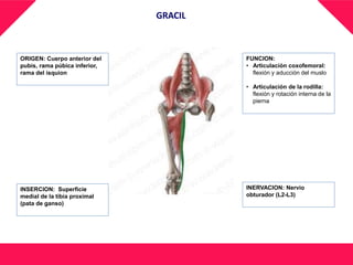 GRACIL
ORIGEN: Cuerpo anterior del
pubis, rama púbica inferior,
rama del isquion
FUNCION:
• Articulación coxofemoral:
flexión y aducción del muslo
• Articulación de la rodilla:
flexión y rotación interna de la
pierna
INSERCION: Superficie
medial de la tibia proximal
(pata de ganso)
INERVACION: Nervio
obturador (L2-L3)
 