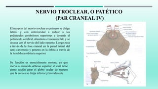 NERVIO TROCLEAR, O PATÉTICO
(PAR CRANEAL IV)
Su función es esencialmente motora, ya que
inerva al músculo oblicuo superior, el cual tiene
como acción girar el globo ocular de manera
que la córnea se dirija inferior y lateralmente
El trayecto del nervio troclear es primero se dirige
lateral y con anterioridad a rodear a los
pedúnculos cerebelosos superiores y después el
pedúnculo cerebral, abandona el mesencéfalo y se
decusa con el nervio del lado opuesto. Luego pasa
a través de la fosa craneal en la pared lateral del
seno cavernoso y penetra en la órbita a través de
la hendidura orbitaria superior
 