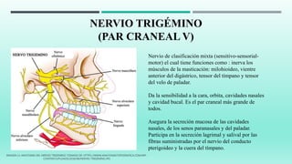 NERVIO TRIGÉMINO
(PAR CRANEAL V)
Nervio de clasificación mixta (sensitivo-sensorial-
motor) el cual tiene funciones como : inerva los
músculos de la masticación: milohioideo, vientre
anterior del digástrico, tensor del tímpano y tensor
del velo de paladar.
Da la sensibilidad a la cara, orbita, cavidades nasales
y cavidad bucal. Es el par craneal más grande de
todos.
Asegura la secreción mucosa de las cavidades
nasales, de los senos paranasales y del paladar.
Participa en la secreción lagrimal y salival por las
fibras suministradas por el nervio del conducto
pterigoideo y la cuera del tímpano.
IMAGEN 11 ANATOMIA DEL NERVIO TRIGEMINO TOMADA DE: HTTPS://WWW.ANATOMIATOPOGRAFICA.COM/WP-
CONTENT/UPLOADS/2018/08/NERVIO-TRIGÉMINO.JPG
 
