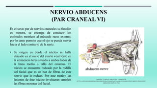 NERVIO ABDUCENS
(PAR CRANEAL VI)
Es el sexto par de nervios craneales su función
es motora, se encarga de conducir los
estímulos motrices al músculo recto externo,
por lo tanto permite que el ojo se pueda mover
hacia el lado contrario de la nariz.
• Su origen es desde el núcleo se halla
ubicado en el suelo del cuarto ventrículo en
la eminencia teres situada a ambos lados de
la línea media o tallo del calamus. El
núcleo se encuentra rodeado por la rodilla
del facial que es un haz de fibras de éste
nervio que lo rodean. Por este motivo las
lesiones de éste núcleo involucran también
las fibras motoras del facial.
IMAGEN 12 NERVIO ABDUCENS TOMADA DE:
HTTPS://UPLOAD.WIKIMEDIA.ORG/WIKIPEDIA/COMMONS/THUMB/2/29/ABDUCENS_NERVE1.PNG/245PX-
ABDUCENS_NERVE1.PNG
 