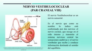 NERVIO VESTIBULOCOCLEAR
(PAR CRANEAL VIII)
El nervio Vestibulococlear es un
nervio sensorial.
Es el nervio que como su
nombre lo indica está
conformado por dos nervios: el
nervio coclear, que recoge en el
oído interno y transmite al
sistema nervioso central las
sensaciones auditivas y el nervio
vestibular que recibe y conduce
información destinada al sentido
del equilibrio.IMAGEN 14 NERVIO VESTIBULOCOCLEAR TOMADA DE: HTTPS://3.BP.BLOGSPOT.COM/-I6MJRSWPY-Y/V-
CZFIAJDVI/AAAAAAAAAMU/7DFD0FX7PG0Y_KO4GSIA-IM8PHDIU4XVACLCB/S1600/SONITON-OIDO-
INTERNO.JPG
 