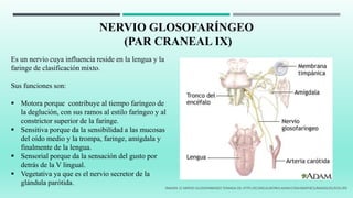 NERVIO GLOSOFARÍNGEO
(PAR CRANEAL IX)
Es un nervio cuya influencia reside en la lengua y la
faringe de clasificación mixto.
Sus funciones son:
 Motora porque contribuye al tiempo faríngeo de
la deglución, con sus ramos al estilo faríngeo y al
constrictor superior de la faringe.
 Sensitiva porque da la sensibilidad a las mucosas
del oído medio y la trompa, faringe, amígdala y
finalmente de la lengua.
 Sensorial porque da la sensación del gusto por
detrás de la V lingual.
 Vegetativa ya que es el nervio secretor de la
glándula parótida.
IMAGEN 15 NERVIO GLOSOFARINGEO TOMADA DE: HTTP://ECLINICALWORKS.ADAM.COM/GRAPHICS/IMAGES/ES/9350.JPG
 