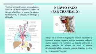 NERVIO VAGO
(PAR CRANEAL X)
Influye en la acción de tragar pero también en mandar y
transmitir señales a nuestro sistema autónomo pudiendo
incluso ayudar a la regulación de nuestra activación y
poder controlar los niveles de estrés o mandar
directamente señales a nuestro sistema simpático y este a
su vez a nuestras vísceras.
También conocido como neumogástrico.
Nace en el bulbo raquídeo e inerva la
faringe, el esófago, la laringe, la tráquea,
los bronquios, el corazón, el estómago y
el hígado.
IMAGEN 16 NERVIO VAGO TOMADA DE:
HTTPS://IMAGE.JIMCDN.COM/APP/CMS/IMAGE/TRANSF/NONE/PATH/SBC491E5FE76125F6/IMAGE/I3834348787BACCA8/VERSION/1435934360/IMA
GE.JPG
 