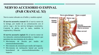 NERVIO ACCESORIO O ESPINAL
(PAR CRANEAL XI)
Nervio motor ubicado en el bulbo y medula espinal.
El nervio accesorio craneal: Es el nervio motor de
la laringe, por medio de su comunicación con el
nervio vago y de los nervios laríngeos recurrentes.
Controla la glotis, por lo tanto, también la
respiración y fonación.
El nervio accesorio espinal: Es el nervio motor de
los músculos esternocleidomastoideo y trapecio que
permiten tres movimientos de la cabeza:
 Movimiento de flexión por medio del
esternocleidomastoideo.
 Movimiento de extensión por medio del trapecio.
 Movimiento de inclinación lateral por acción
homolateral de esternocleidomastoideo y
trapecio. IMAGEN 17 NERVIO ESPINAL TOMADA DE: HTTPS://3.BP.BLOGSPOT.COM/-OOHDBTPMC4C/V_A5-
MONCBI/AAAAAAAAAOO/9W0N6-VL_OAXELT3NAWQUXC93UAMO0WRACEW/S1600/FIG6.62.PNG
 
