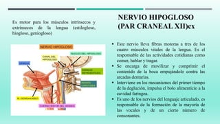 NERVIO HIPOGLOSO
(PAR CRANEAL XII)cx
 Este nervio lleva fibras motoras a tres de los
cuatro músculos vitales de la lengua. Es el
responsable de las actividades cotidianas como
comer, hablar y tragar.
 Se encarga de movilizar y comprimir el
contenido de la boca empujándolo contra las
arcadas dentarias.
 Interviene en los mecanismos del primer tiempo
de la deglución, impulsa el bolo alimenticio a la
cavidad faríngea.
 Es uno de los nervios del lenguaje articulado, es
responsable de la formación de la mayoría de
las vocales y de un cierto número de
consonantes.
Es motor para los músculos intrínsecos y
extrínsecos de la lengua (estilogloso,
hiogloso, geniogloso)
 