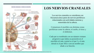 Los nervios craneales se consideran con
frecuencia doce pares de nervios periféricos
relacionados con actividades motoras y
sensoriales de la cabeza.
Comunican el encéfalo con distintas zonas
periféricas como la cabeza, el cuello, el tórax y
el abdomen.
Cada par es nombrado con un número romano
progresivo que indica su posición en el
encéfalo (el más ventral es el par I y el más
dorsal es el par XII) o con un nombre que
alude a su función.
LOS NERVIOS CRANEALES
IMAGEN 1: NERVIOS CRANEALES TOMADA DE:
HTTPS://STATIC.DOCSITY.COM/DOCUMENTS_PAGES/APUNTES/2013/09/02/298C6764DD975749D03DDD1E27A05DE7.PNG
 