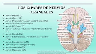 LOS 12 PARES DE NERVIOS
CRANEALES
 Nervio Olfativo (I)
 Nervio Óptico (II)
 Nervio Oculomotor / Motor Ocular Común (III)
 Nervio Troclear / Patético (IV)
 Nervio Trigémino (V)
 Nervio Abductor / Abducens / Motor Ocular Externo
(VI)
 Nervio Facial (VII)
 Nervio Estatoacústico / Vestibuloclear / Auditivo
(VIII)
 Nervio Glosofaríngeo (IX)
 Nervio Vago / Neumogástrico (X)
 Nervio Accesorio (XI)
 Nervio Hipogloso (XII) IMAGEN 2: DISTRIBUCIÓN DE LOS PARES CRANEALES TOMADA DE:
HTTPS://UPLOAD.WIKIMEDIA.ORG/WIKIPEDIA/COMMONS/THUMB/4/46/BRAIN_HUMAN_NORMAL_INFERIOR_VIEW_WITH_LABELS_ES.SVG/500P
X-BRAIN_HUMAN_NORMAL_INFERIOR_VIEW_WITH_LABELS_ES.SVG.PNG
 