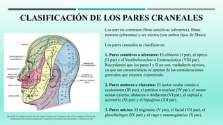 CLASIFICACIÓN DE LOS PARES CRANEALES
Los nervios contienen fibras sensitivas (aferentes), fibras
motoras (eferentes) o ser mixtos (con ambos tipos de fibras).
Los pares craneales se clasifican en:
1. Pares sensitivos o aferentes: El olfatorio (I par), el óptico
(II par) y el Vestibulococlear o Estatoacústico (VIII par).
Recordemos que los pares I y II no son, verdaderos nervios,
ya que sus características se apartan de las consideraciones
generales que estamos exponiendo.
2. Pares motores o eferentes: El motor ocular común u
oculomotor (III par), el patético o troclear (IV par), el motor
ocular externo, abductor o Abducens (VI par), el espinal o
accesorio (XI par) y el hipogloso (XII par).
3. Pares mixtos: El trigémino (V par), el facial (VII par), el
glosofaríngeo (IX par) y el vago o neumogástrico (X par).IMAGEN 3 CLASIFICACIÓN DE LOS PARES CRANEALES TOMADA DE: HTTP://WWW.OSTEOPATA-
QUIROPRACTICOALICANTE.ES/WP-CONTENT/UPLOADS/2014/10/PARES-CRANEALES.JPG
 