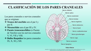CLASIFICACIÓN DE LOS PARES CRANEALES
Los pares craneales o nervios craneales
que se originan:
 Tronco del encéfalo son el par I y
par II.
 Mesencéfalo son el par III y IV.
 Puente troncoencefálico (o Puente
de Varolio) son los nervios craneales
V, VI, VII y VIII.
 Bulbo Raquídeo los pares craneales
IX, X, XI y XII.
IMAGEN 4 CLASIFICACIÓN DE LOS PARES CRANEALES TOMADA DE: HTTPS://WWW.MSDMANUALS.COM/-
/MEDIA/MANUAL/HOME/IMAGES/NEU_CRANIAL_NERVES_ES.GIF?LA=ES&THN=0
 