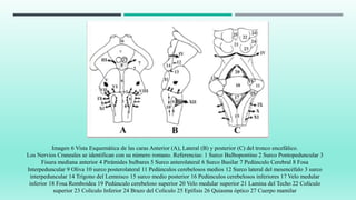 Imagen 6 Vista Esquemática de las caras Anterior (A), Lateral (B) y posterior (C) del tronco encefálico.
Los Nervios Craneales se identifican con su número romano. Referencias: 1 Surco Bulbopontino 2 Surco Pontopeduncular 3
Fisura mediana anterior 4 Pirámides bulbares 5 Surco anterolateral 6 Surco Basilar 7 Pedúnculo Cerebral 8 Fosa
Interpeduncular 9 Oliva 10 surco posterolateral 11 Pedúnculos cerebelosos medios 12 Surco lateral del mesencéfalo 3 surco
interpeduncular 14 Trígono del Lemnisco 15 surco medio posterior 16 Pedúnculos cerebelosos inferiores 17 Velo medular
inferior 18 Fosa Romboidea 19 Pedúnculo cerebeloso superior 20 Velo medular superior 21 Lamina del Techo 22 Colículo
superior 23 Colículo Inferior 24 Brazo del Colículo 25 Epífisis 26 Quiasma óptico 27 Cuerpo mamilar
 