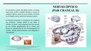 NERVIO ÓPTICO
(PAR CRANEAL II)Se encuentra a partir del globo ocular, se dirige
hacia atrás, arriba y medial. Penetra y recorre el
conducto óptico, entra así en el cráneo y termina
en el Angulo antero lateral del quiasma óptico.
Su función principal es encargarse de conducir
los estímulos visuales desde el ojo hasta el
cerebro. Es decir, está compuesto por los axones
de las células ganglionares de la retina, que
llevan la información de los fotorreceptores al
cerebro, donde posteriormente será integrada e
interpretada.
IMAGEN 8 LOCALIZACIÓN NERVIO ÓPTICO TOMADA DE: HTTP://4.BP.BLOGSPOT.COM/_X-9WLAJV-
5U/S6UIUAYJKTI/AAAAAAAAA5M/UMNNRDTN00Q/S320/GLAUCOMA_1.JPG
IMAGEN9 NERVIO ÓPTICO TOMADA DE
HTTP://WWW.ANANOR.NET/UPLOADS/2/7/5/8/27588325/PARES_Y_ORGANOS_DE_LOS_SENTIDOS.PDF
 