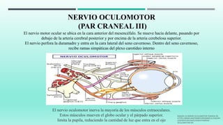 NERVIO OCULOMOTOR
(PAR CRANEAL III)
El nervio motor ocular se ubica en la cara anterior del mesencéfalo. Se mueve hacia delante, pasando por
debajo de la arteria cerebral posterior y por encima de la arteria cerebelosa superior.
El nervio perfora la duramadre y entra en la cara lateral del seno cavernoso. Dentro del seno cavernoso,
recibe ramas simpáticas del plexo carotídeo interno
El nervio oculomotor inerva la mayoría de los músculos extraoculares.
Estos músculos mueven el globo ocular y el párpado superior.
limita la pupila, reduciendo la cantidad de luz que entra en el ojo
IMAGEN 10 NERVIO OCULOMOTOR TOMADA DE:
HTTPS://WWW.ANATOMIATOPOGRAFICA.COM/WP-
CONTENT/UPLOADS/2018/07/NERVIO-
OCULOMOTOR.JPG
 