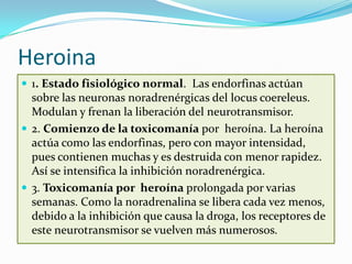 Heroina
 1. Estado fisiológico normal. Las endorfinas actúan
  sobre las neuronas noradrenérgicas del locus coereleus.
  Modulan y frenan la liberación del neurotransmisor.
 2. Comienzo de la toxicomanía por heroína. La heroína
  actúa como las endorfinas, pero con mayor intensidad,
  pues contienen muchas y es destruida con menor rapidez.
  Así se intensifica la inhibición noradrenérgica.
 3. Toxicomanía por heroína prolongada por varias
  semanas. Como la noradrenalina se libera cada vez menos,
  debido a la inhibición que causa la droga, los receptores de
  este neurotransmisor se vuelven más numerosos.
 