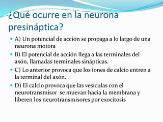 ¿Qué ocurre en la neurona
presináptica?
 A) Un potencial de acción se propaga a lo largo de una
  neurona motora
 B) El potencial de acción llega a las terminales del
  axón, llamadas terminales sinápticas.
 C) Lo anterior provoca que los iones de calcio entren a
  la terminal del axón.
 D) El calcio provoca que las vesículas con el
  neurotransmisor se muevan hacia la membrana y
  liberen los neurotransmisores por exocitosis
 