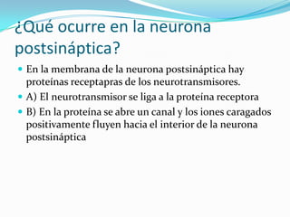¿Qué ocurre en la neurona
postsináptica?
 En la membrana de la neurona postsináptica hay
  proteínas receptapras de los neurotransmisores.
 A) El neurotransmisor se liga a la proteína receptora
 B) En la proteína se abre un canal y los iones caragados
  positivamente fluyen hacia el interior de la neurona
  postsináptica
 