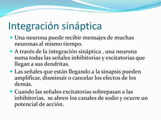 Integración sináptica
 Una neurona puede recibir mensajes de muchas
  neuronas al mismo tiempo.
 A través de la integración sináptica , una neurona
  suma todas las señales inhibitorias y excitatorias que
  llegan a sus dendritas.
 Las señales que están llegando a la sinapsis pueden
  amplificar, disminuir o cancelar los efectos de los
  demás.
 Cuando las señales excitatorias sobrepasan a las
  inhibitorias, se abren los canales de sodio y ocurre un
  potencial de acción.
 