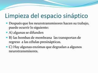 Limpieza del espacio sináptico
 Después que los neurotransmisores hacen su trabajo,
  puede ocurrir lo siguiente:
 A) algunas se difunden
 B) las bombas de membrana las transportan de
  regreso a las células presinápticas.
 C) Hay algunas enzimas que degradan a algunos
  neurotransmisores.
 