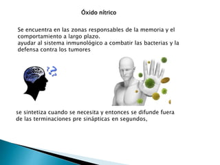 Óxido nítrico
Se encuentra en las zonas responsables de la memoria y el
comportamiento a largo plazo.
ayudar al sistema inmunológico a combatir las bacterias y la
defensa contra los tumores
se sintetiza cuando se necesita y entonces se difunde fuera
de las terminaciones pre sinápticas en segundos,
 