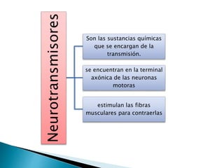 Neurotransmisores
Son las sustancias químicas
que se encargan de la
transmisión.
se encuentran en la terminal
axónica de las neuronas
motoras
estimulan las fibras
musculares para contraerlas
 