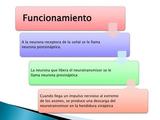 Funcionamiento
A la neurona receptora de la señal se le llama
neurona postsináptica.
La neurona que libera el neurotransmisor se le
llama neurona presináptica
Cuando llega un impulso nervioso al extremo
de los axones, se produce una descarga del
neurotransmisor en la hendidura sináptica
 