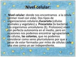 Nivel celular:
• Nivel celular: donde nos encontramos a la célula
  (primer nivel con vida). Dos tipos de
  organizaciones celulares,Eucariota (células
  animales y vegetales) y Procariota (la bacteria).
  Los organismos unicelulares (Ej. Protozoos) viven
  con perfecta autonomía en el medio, pero en
  ocasiones nos podemos encontrar agrupaciones
  de células, las colonias, que no podemos
  considerar como seres pluricelulares por que a
  pesar de estar formados por miles de células cada
  una vive como un ser independiente.
 