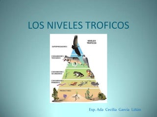 LOS NIVELES TROFICOS

Esp. Ada Cecilia García Liñán

 